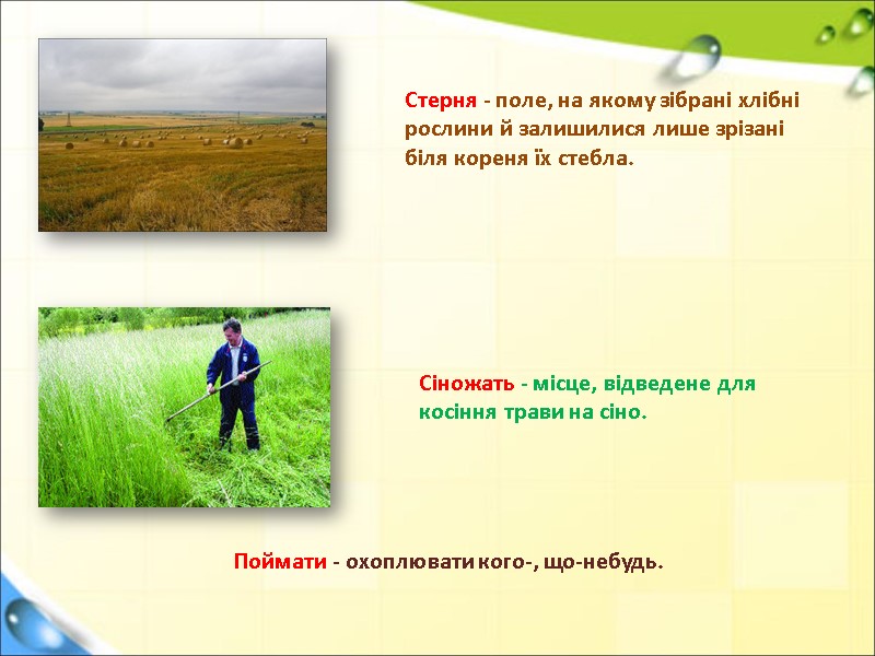 Стерня - поле, на якому зібрані хлібні рослини й залишилися лише зрізані біля кореня
